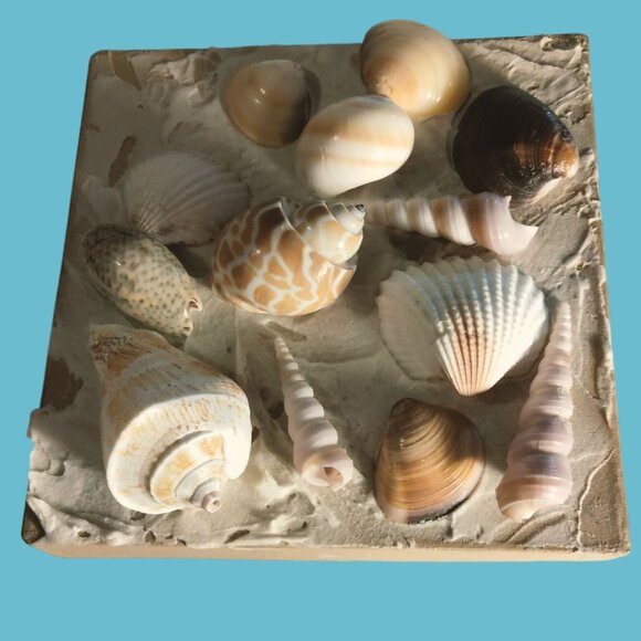 Seashell Keepsake Box Textured Sides Coastal Theme Decorative Tropical - Picture 6 of 9